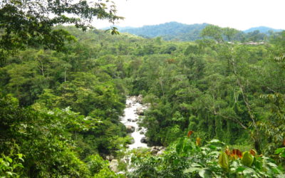 Consultancy on best and worst mining practices in Colombian forests