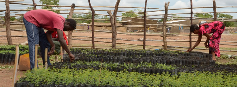 Actividad de reforestación en Burkina Faso y Senegal